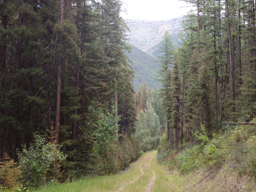 GDMBR: Our bicycle trail has slowly become a single track trail.